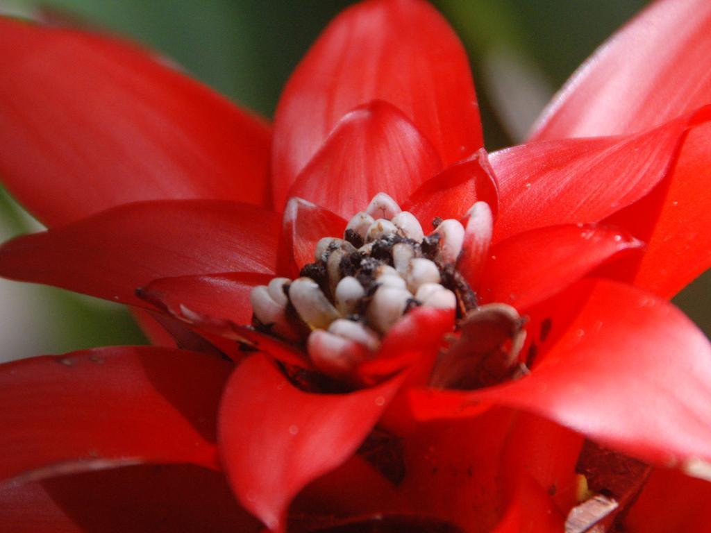 Mata N'Ativa Pousada 托兰克索 客房 照片