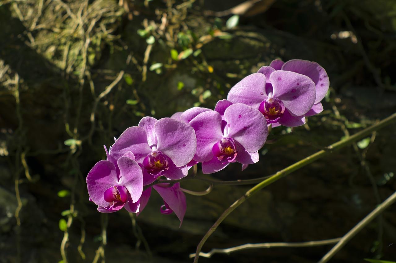 Mata N'Ativa Pousada 托兰克索 外观 照片